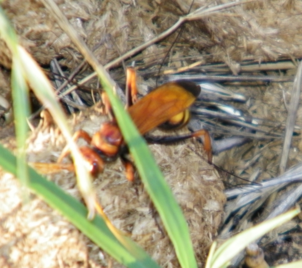 vespe giganti in sardegna (Cryptocheilus sp. - Pompilidae)